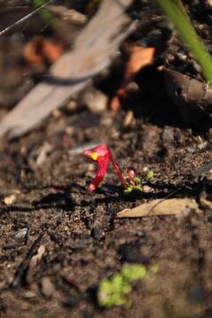 Image of Utricularia menziesii R. Br.