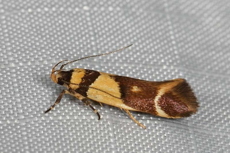 Macrobathra chrysotoxa Meyrick 1886 resmi