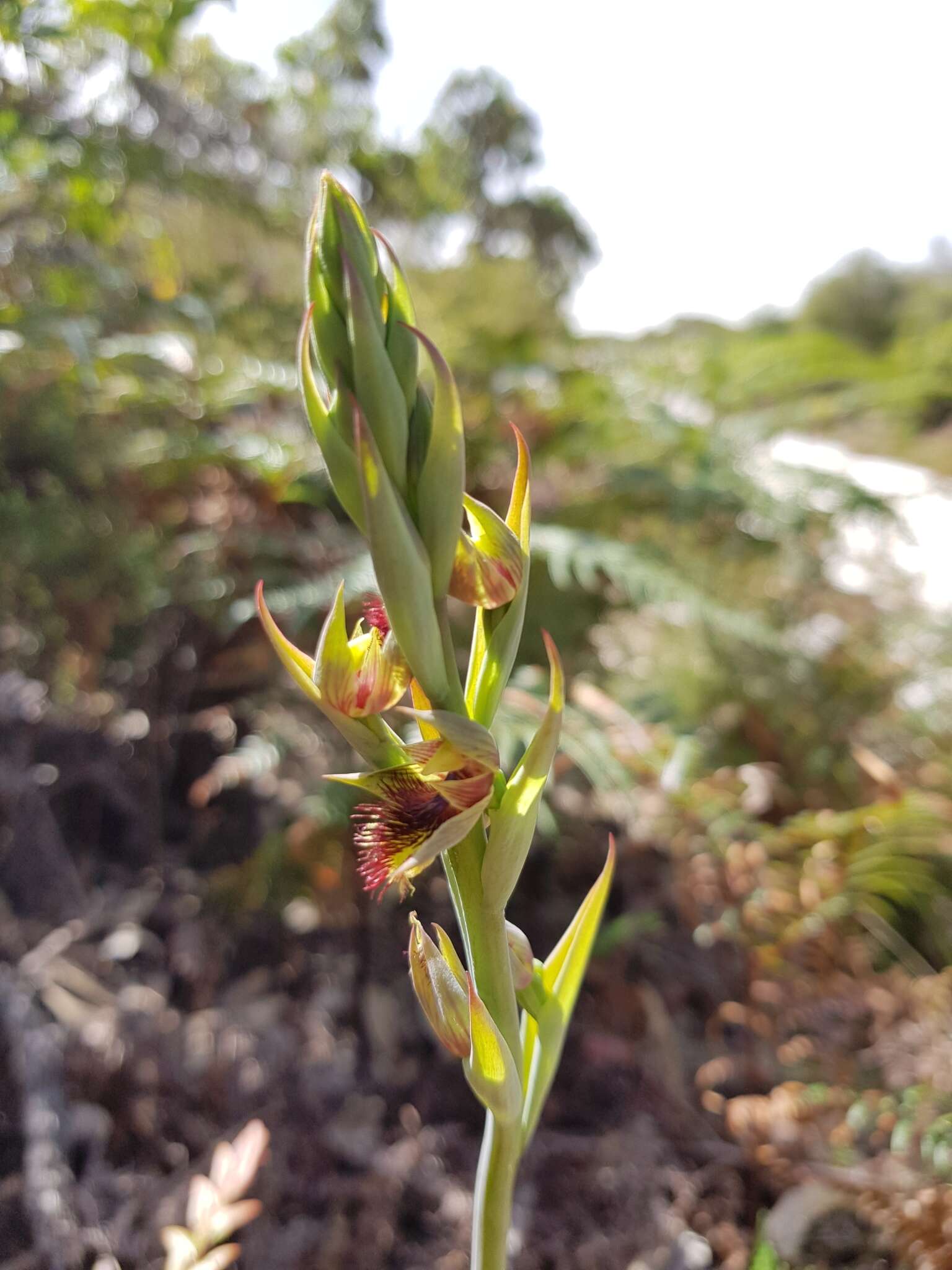 Imagem de Calochilus campestris R. Br.