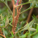 Image of Grevillea ramosissima subsp. ramosissima