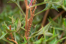 Image of Grevillea ramosissima subsp. ramosissima