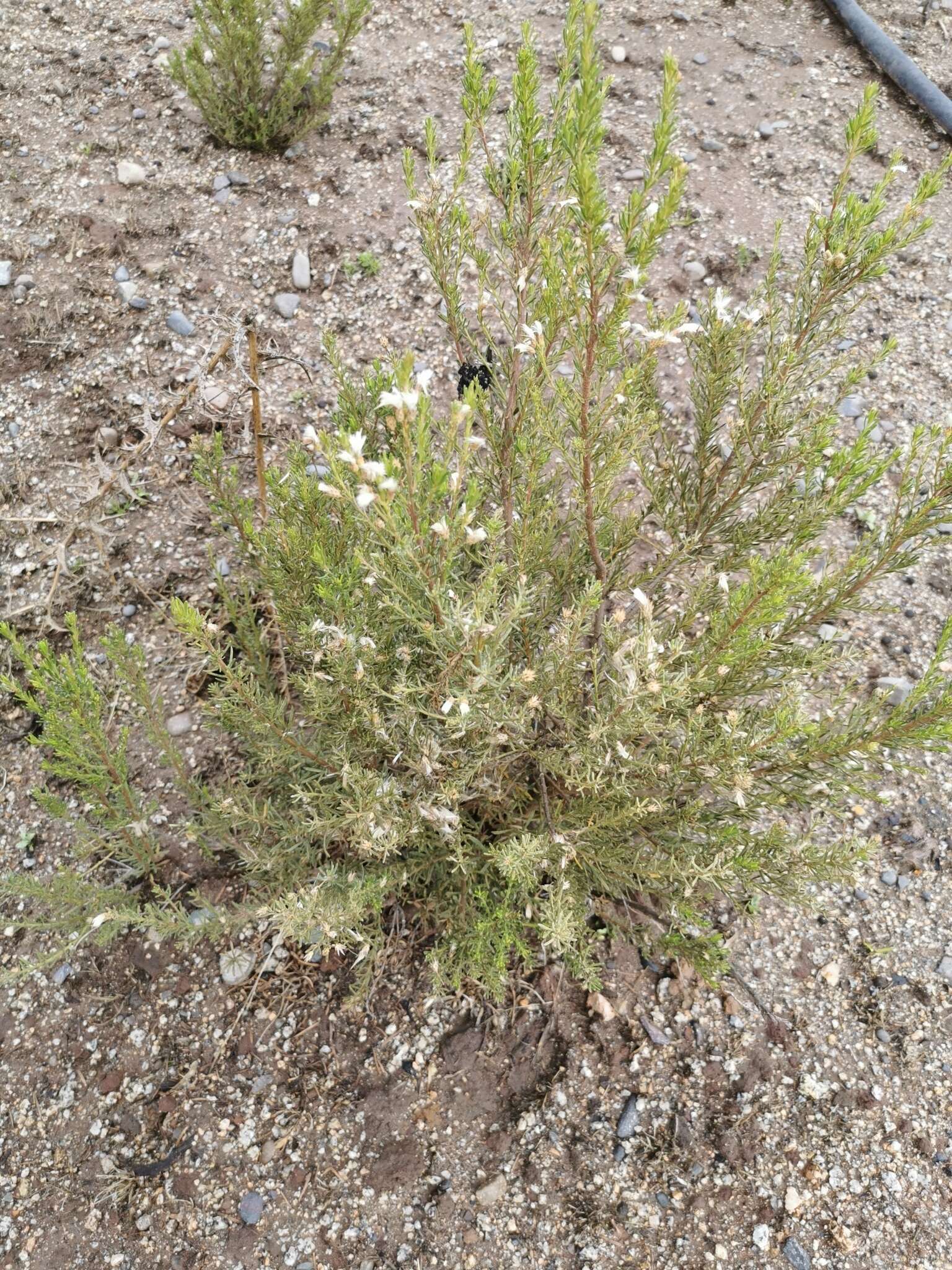 Image of Baccharis linearis (Ruiz & Pavón) Pers.