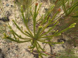 Image of Leucadendron olens I. Williams