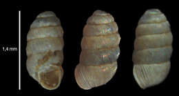 صورة Truncatellina cylindrica (A. Férussac 1807)