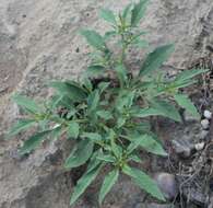 Image of cutleaf groundcherry