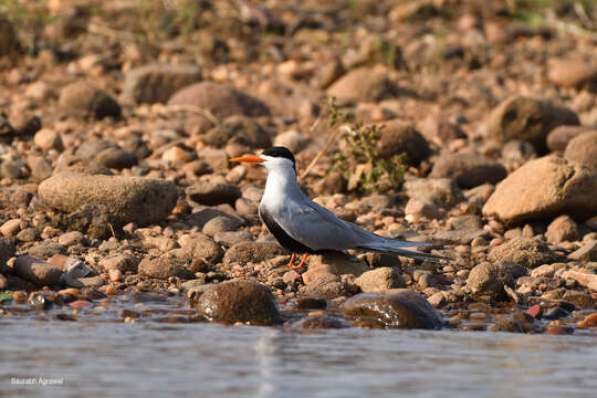 Image of Black-bellied Tern