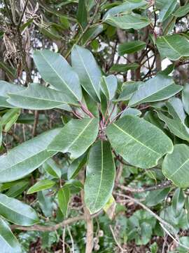 Image de Daphniphyllum teijsmannii Zoll. ex Kurz