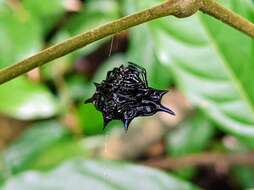 Image of Doria's Spiny Spider