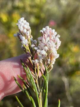 Image of Spatalla racemosa (L.) Druce