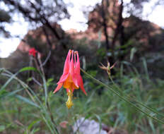 Слика од Aquilegia desertorum (M. E. Jones) Cockerell ex Heller