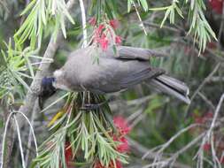 Image of Noisy Friarbird