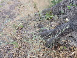 Image of Chenopodium album L.