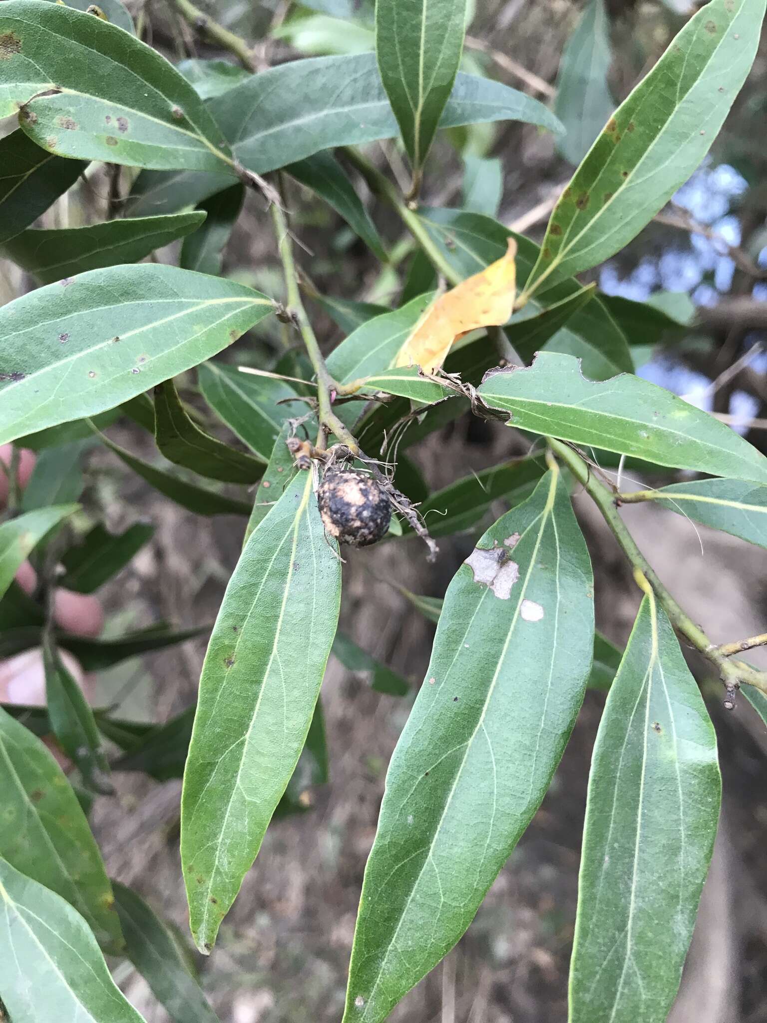 Image of Cryptocarya triplinervis var. triplinervis