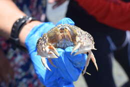 Image of ocellate box crab