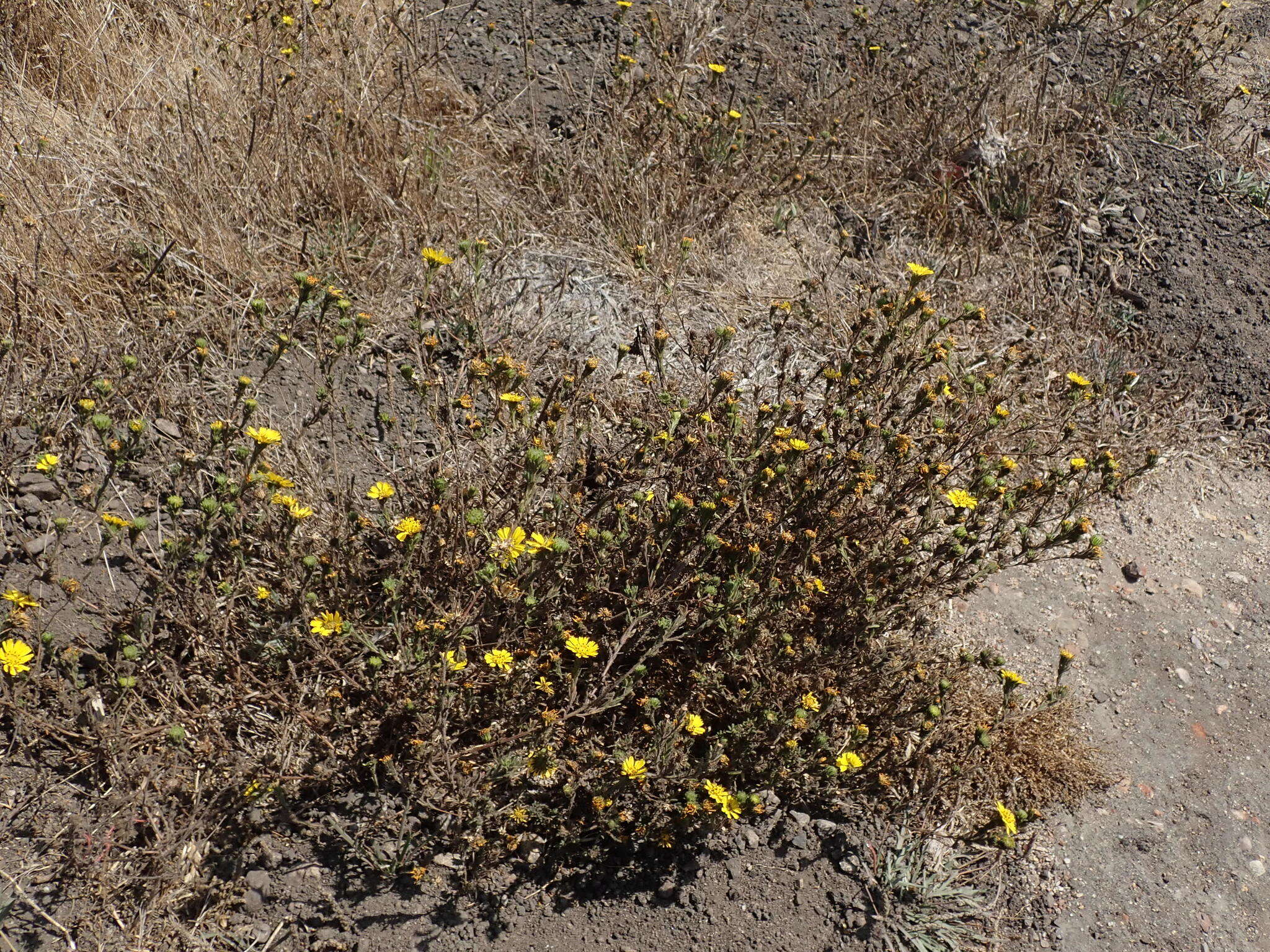 Image de Deinandra corymbosa (DC.) B. G. Baldwin