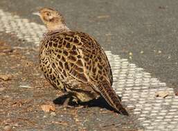 Imagem de Phasianus versicolor Vieillot 1825