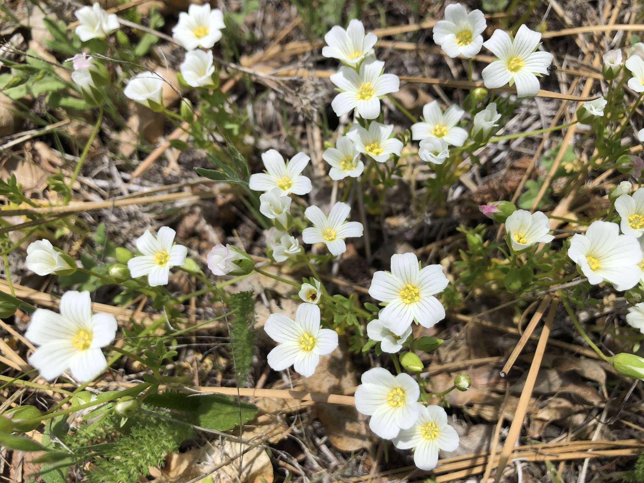 Imagem de Limnanthes alba subsp. parishii (Jeps.) Morin