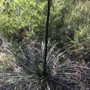 Image of Xanthorrhoea concava (A. T. Lee) D. J. Bedford