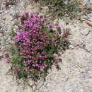 Thymus granatensis Boiss. resmi