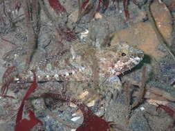 Image of Plumose sculpin