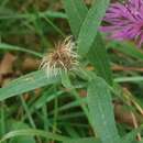 Image of Centaurea rhaetica Moritzi