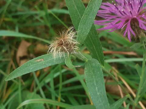 Image of Centaurea rhaetica Moritzi