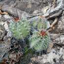 Image de Echinocereus subinermis subsp. ochoterenae (J. G. Ortega) N. P. Taylor