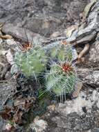 Sivun Echinocereus subinermis subsp. ochoterenae (J. G. Ortega) N. P. Taylor kuva