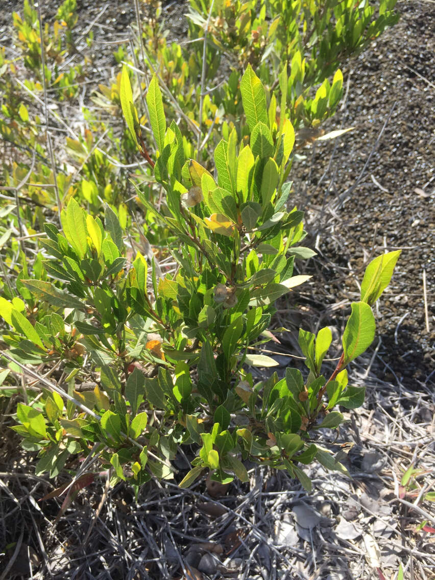 Image of Florida hopbush