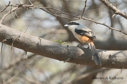 Image of Bay-backed Shrike