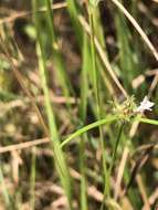 Image of Scleromitrion pinifolium (Wall. ex G. Don) R. J. Wang