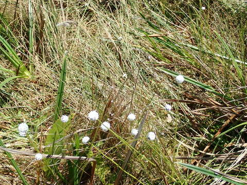 Image de Eriocaulon dregei Hochst.