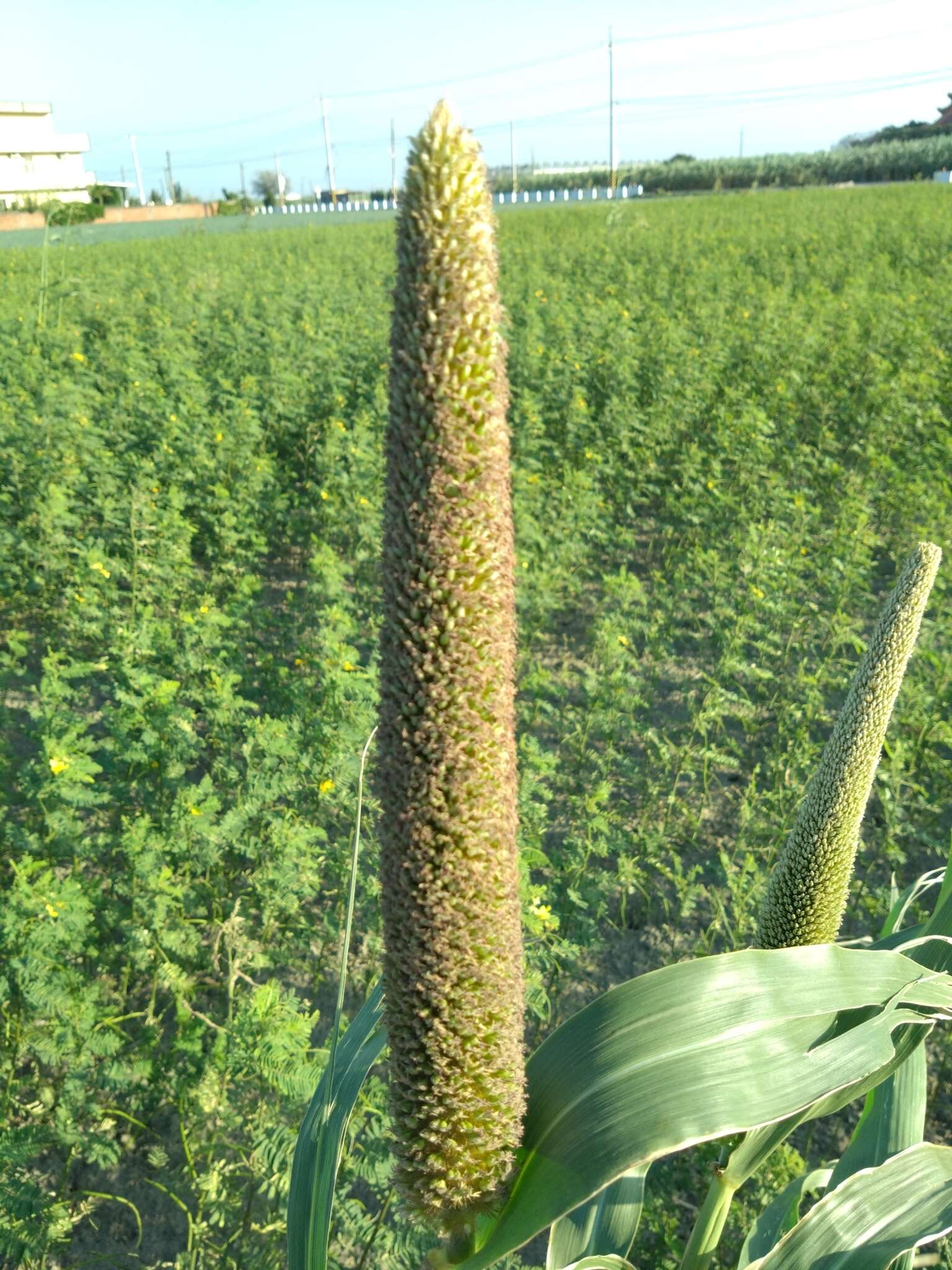 Image of Pearl-Millet