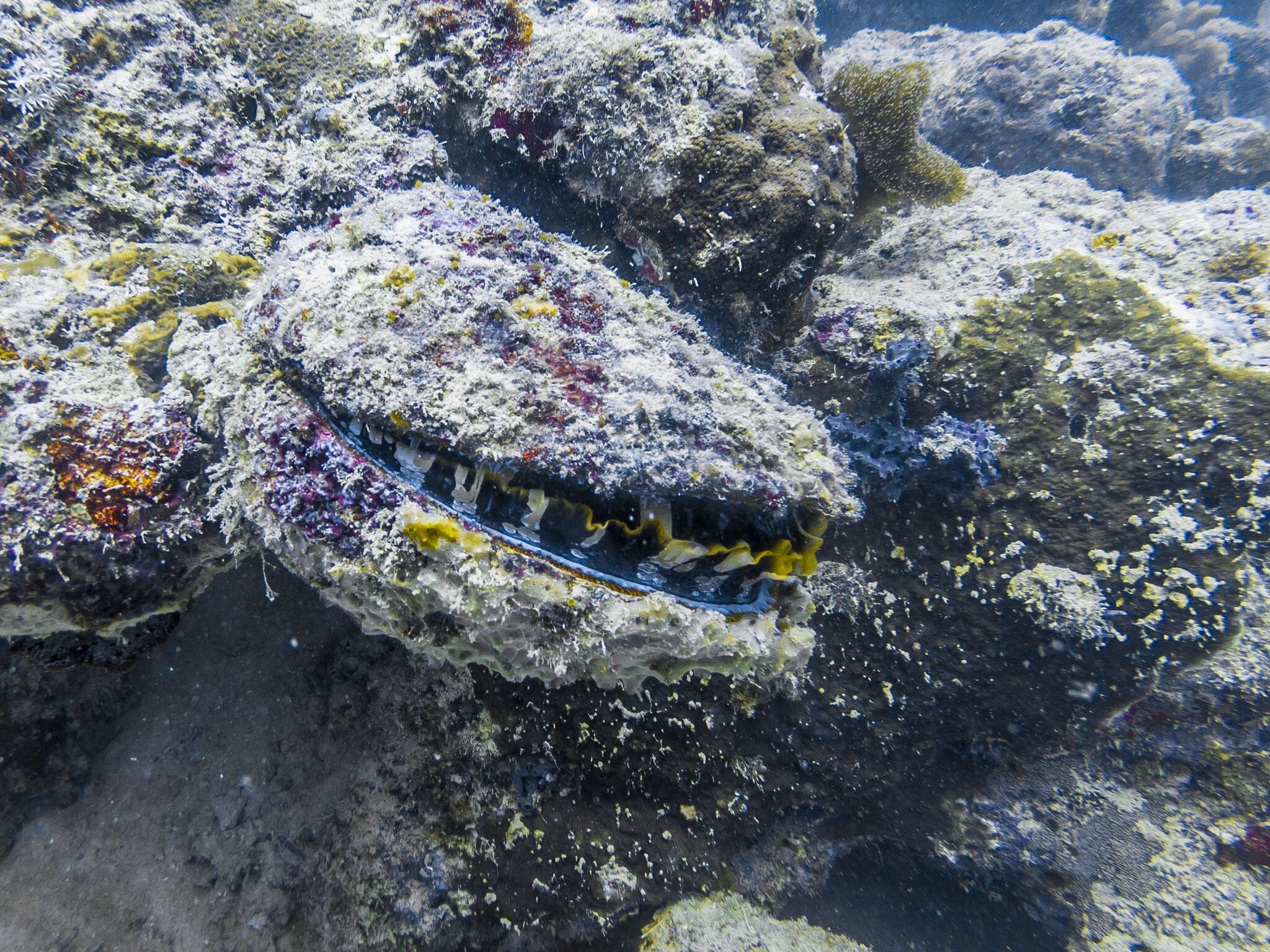 Image of Thorny oyster