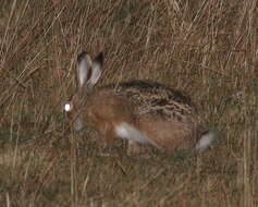 Image of Broom Hare