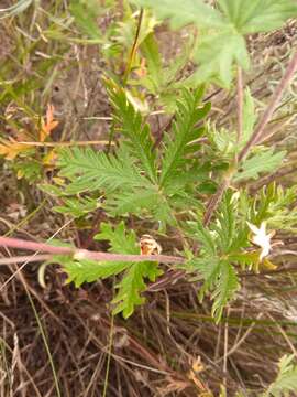 Image of Potentilla conferta Bunge