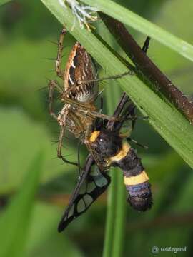 Image of Oxyopes sertatus L. Koch 1878