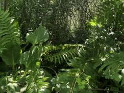 Image of Swamp Wedgescale