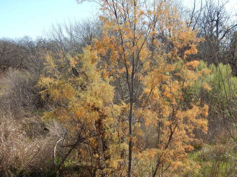 Image of saltcedar