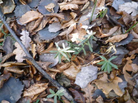 Image of dwarf euonymus