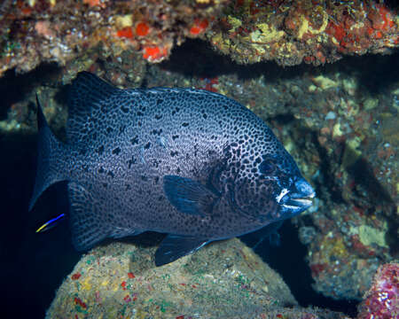 Image of Rock porgy