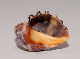 Image of wide-mouthed dye shell