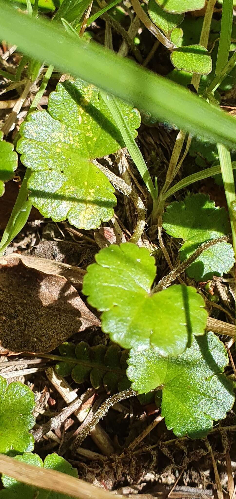 Image of Hydrocotyle microphylla A. Cunn.