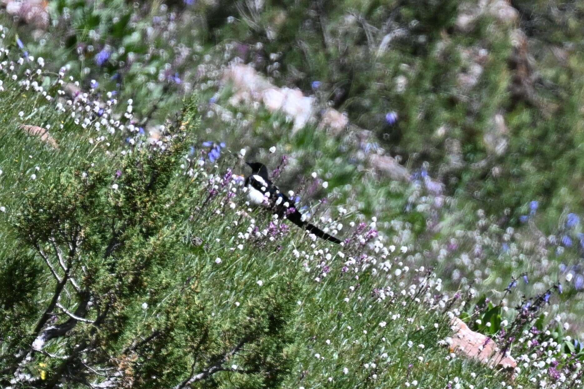 Image of Black-rumped Magpie
