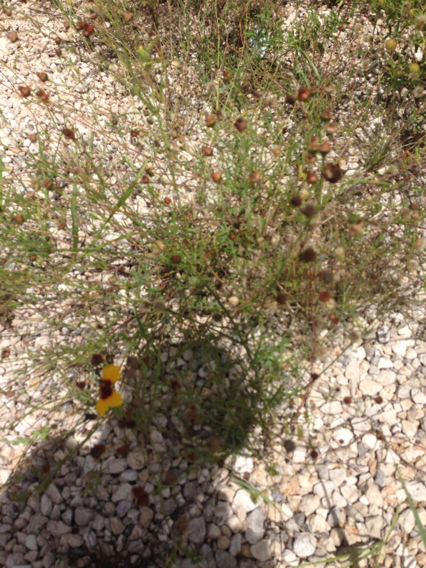 Imagem de Thelesperma filifolium (Hook.) A. Gray