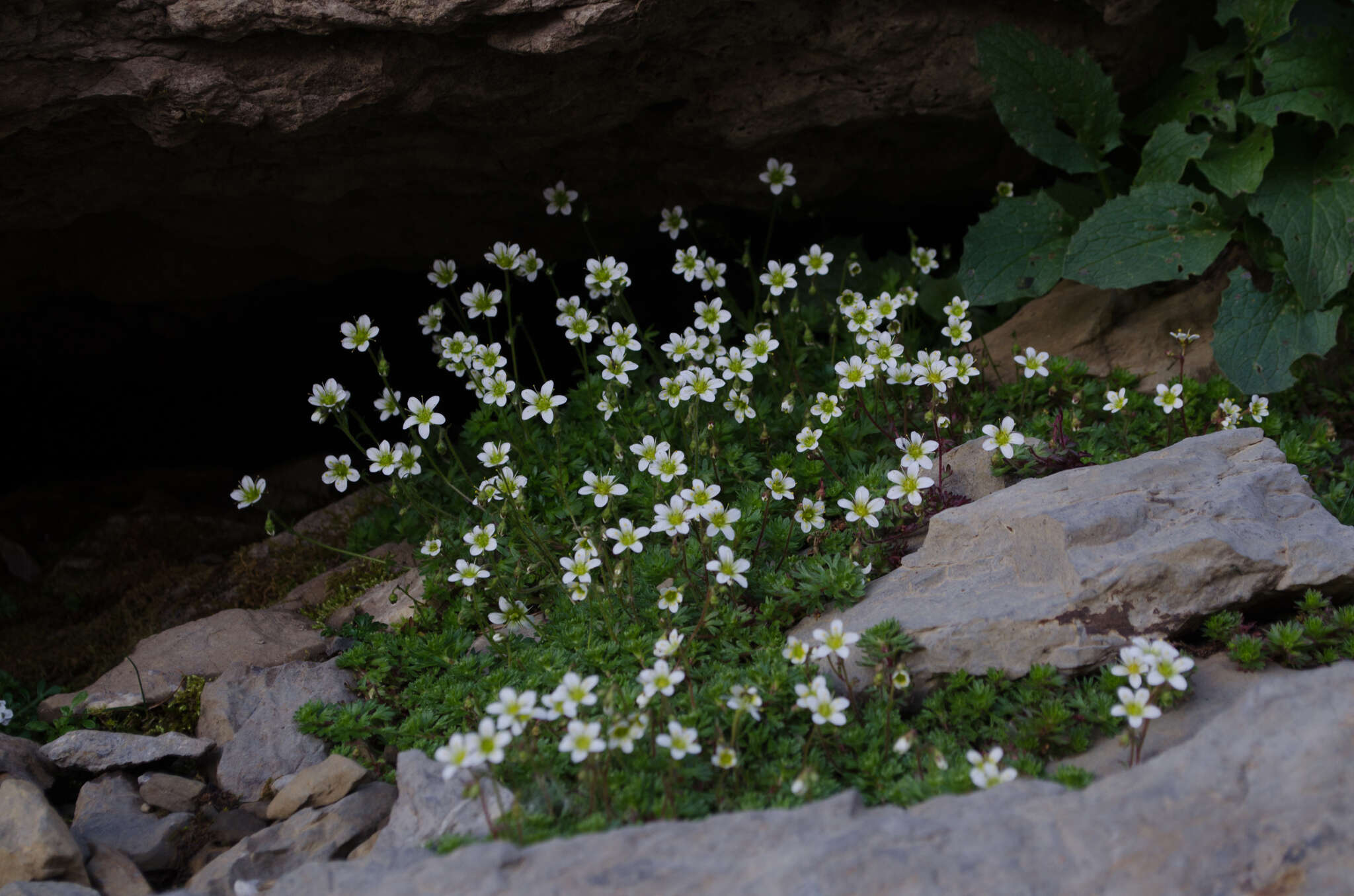 Sivun Saxifraga praetermissa D. A. Webb kuva