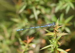 Image of Austrocoenagrion lyelli (Tillyard 1913)