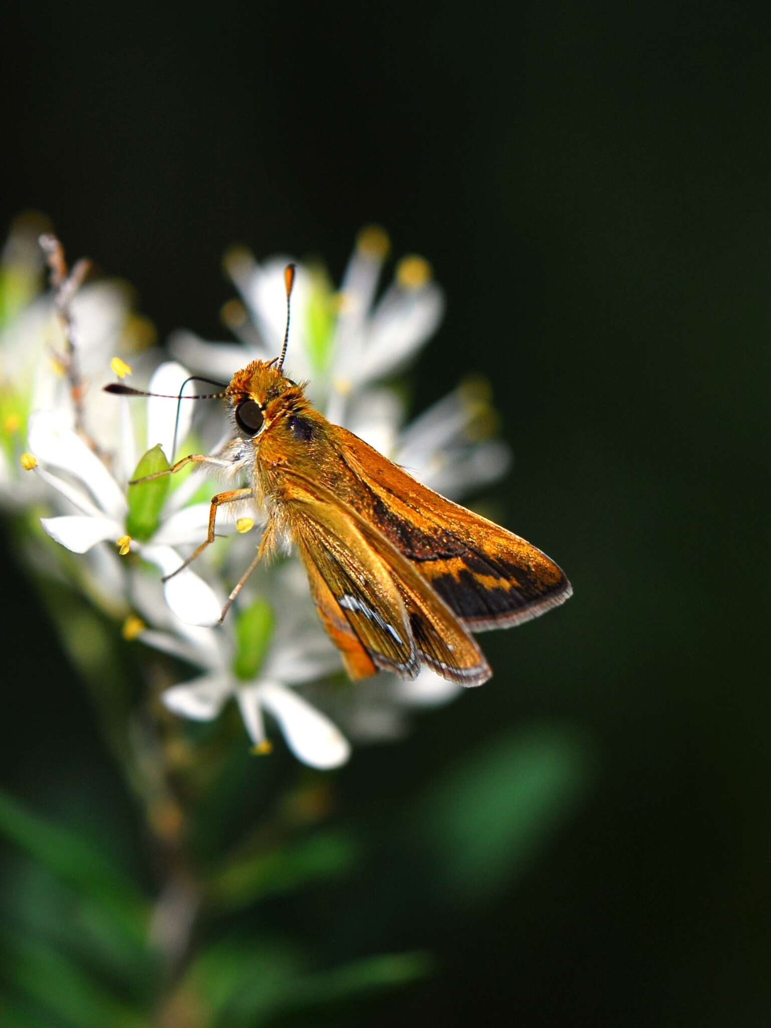 Image of Taractrocera papyria Boisduval 1832