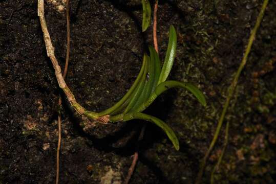 Image of Angraecum pectinatum Thouars