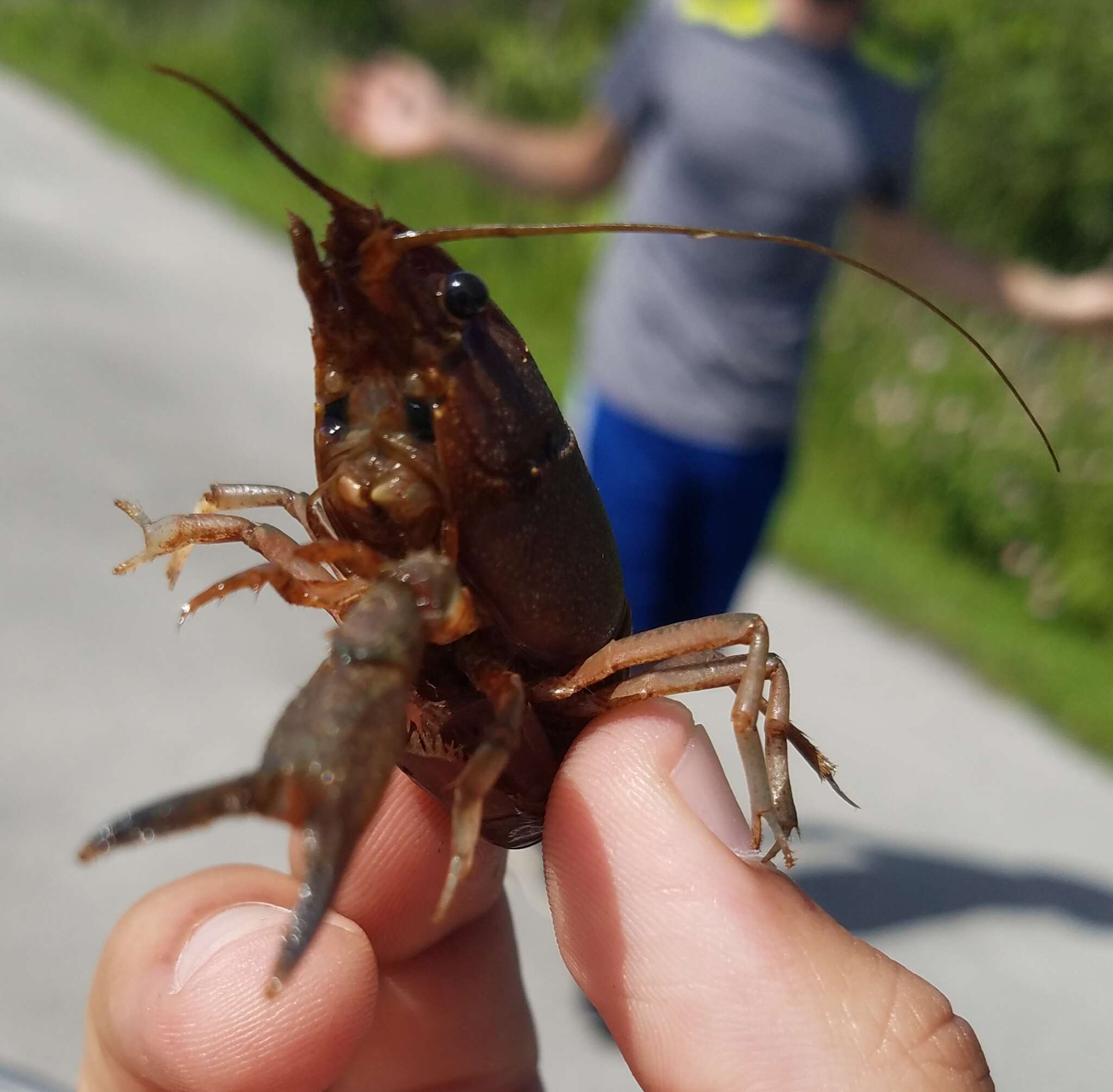 Image of Florida Crayfish